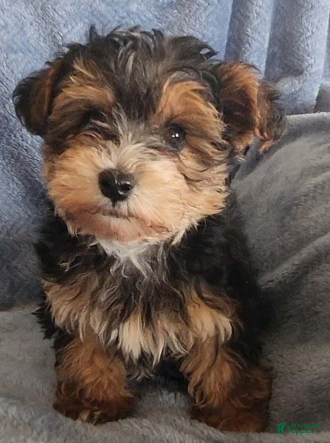 Yorkiepoo dogs for sale: Boyd - Ad 1