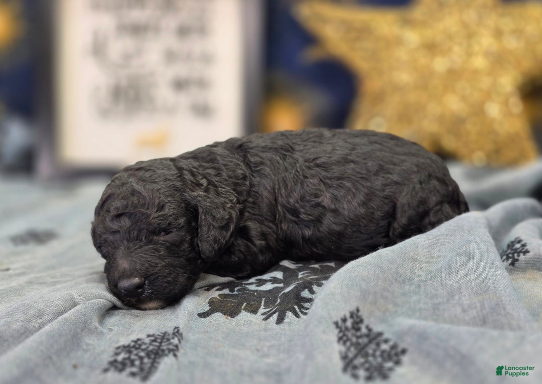 Cockapoo dogs for sale: Bell - Ad 5