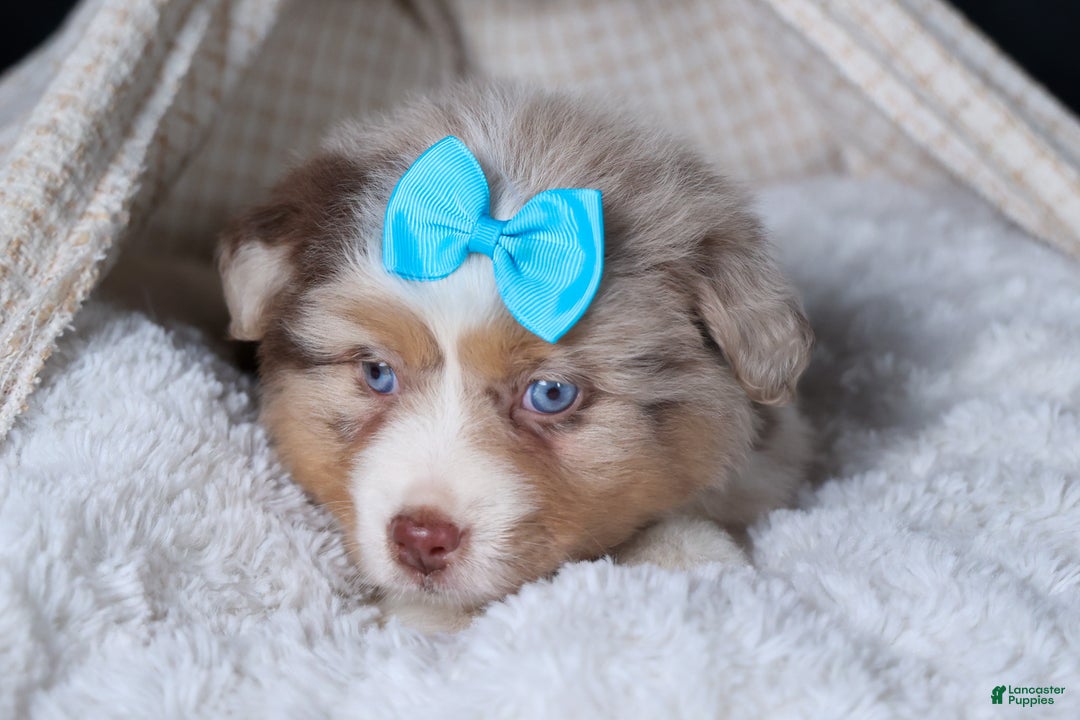 Miniature Australian Shepherd dogs for sale: SCOOTER - Ad 24