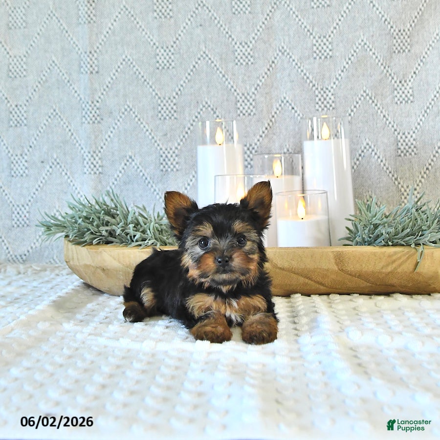 Yorkshire Terrier dogs Brody - Ad 2