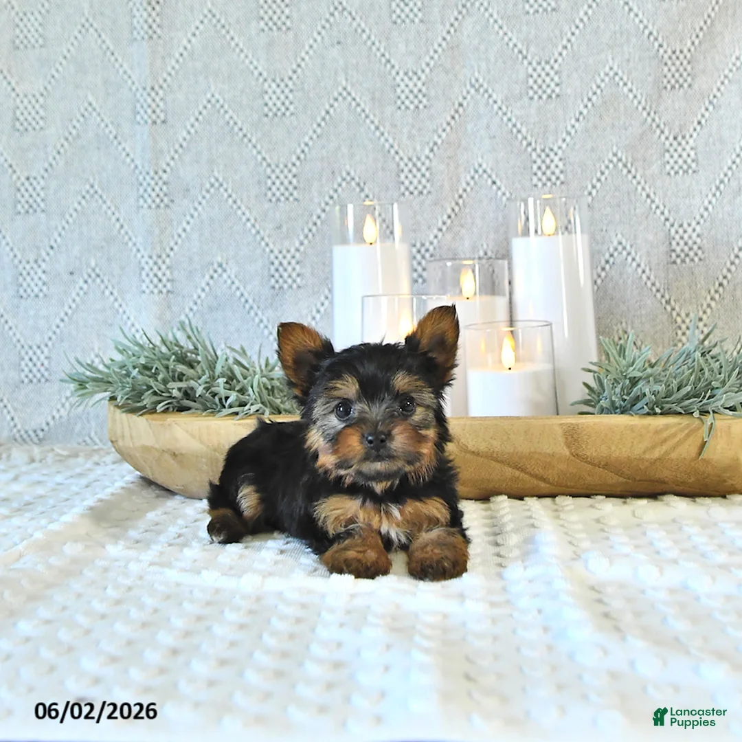 Yorkshire Terrier dogs for sale: Brody Extra Small - Ad 2