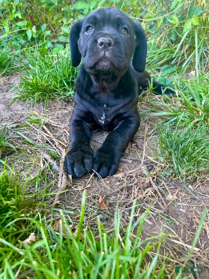 Cane Corso dogs  Puppy 1 - Ad 42