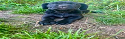 Cane Corso dogs for sale:  Puppy 1 - Ad 1