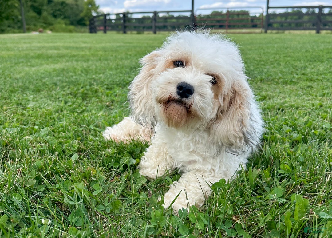 Cavachon dogs for sale: Bullseye - Ad 9