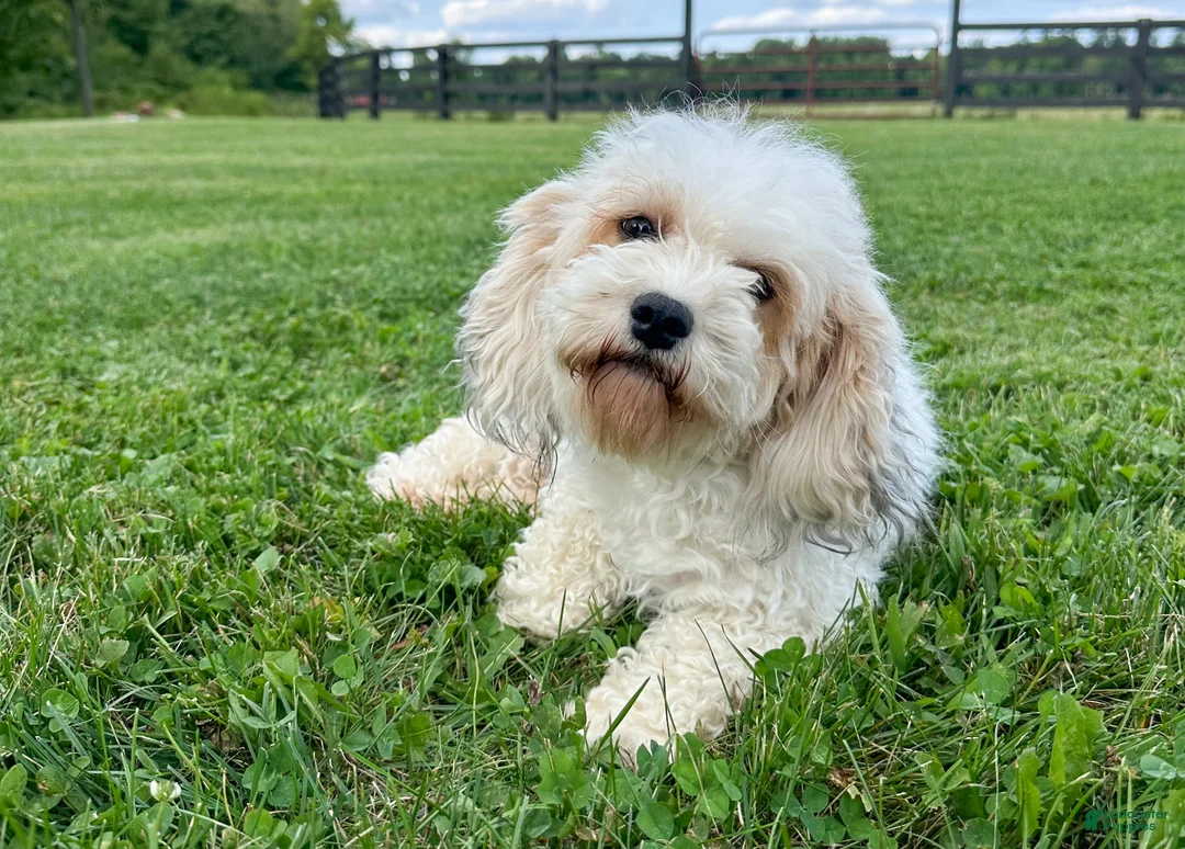 Cavachon dogs for sale: Bullseye - Ad 13