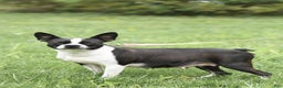 Boston Terrier dogs for sale: Smores - Ad 10