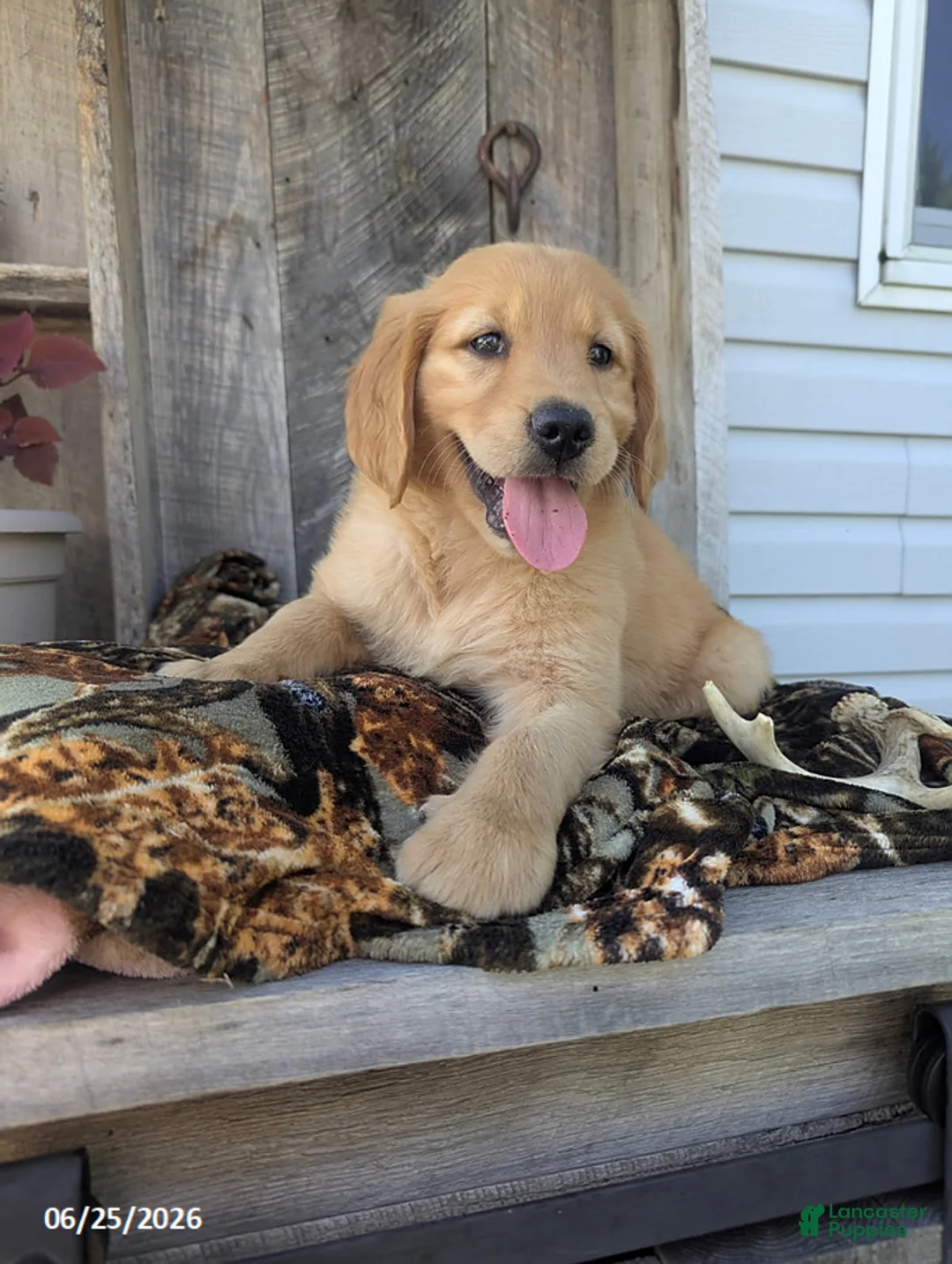 Golden Retriever dogs for sale: Remington - Ad 1