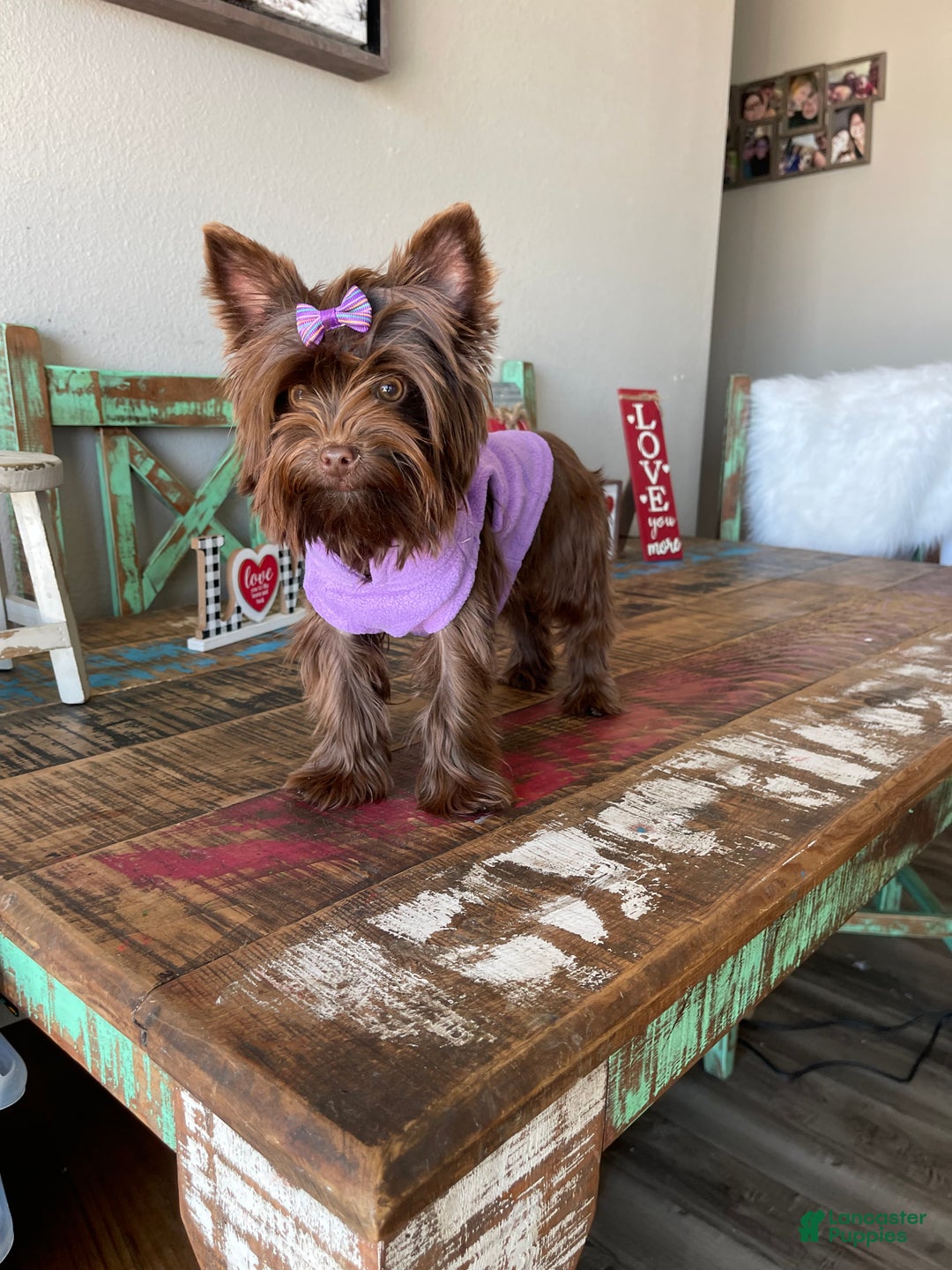 Yorkshire Terrier dogs for sale: KB Chocolate Girl Coco 🩷 - Ad 2