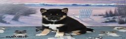 Shiba Inu dogs for sale: Resses Cup - Ad 1