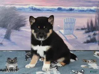 Shiba Inu dogs for sale: Resses Cup - Ad 1