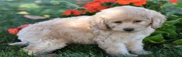 Bichpoo dogs for sale: Carmen - Ad 8