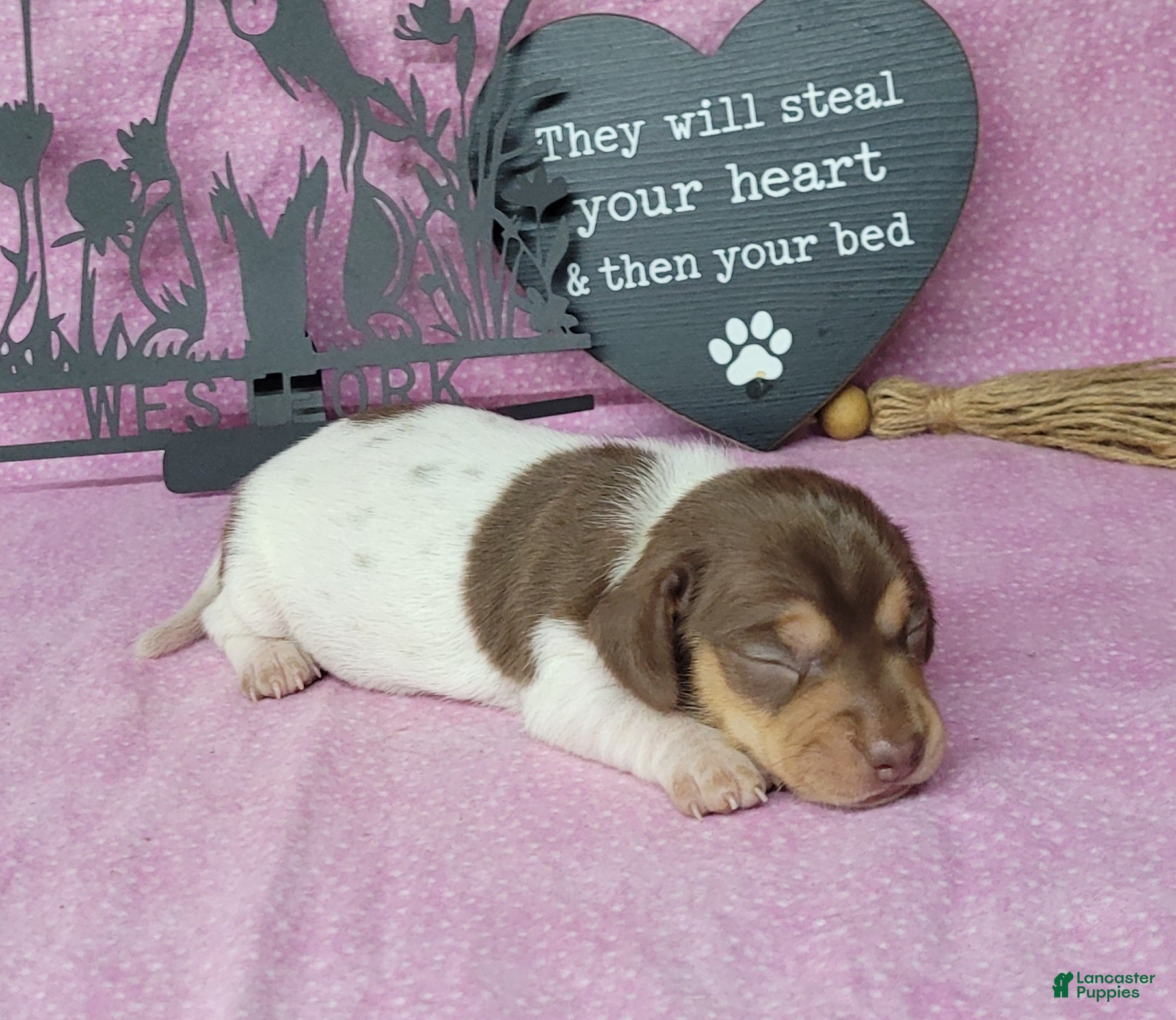 Miniature Dachshund dogs Chloe AKC *Delivery available* - Ad 40