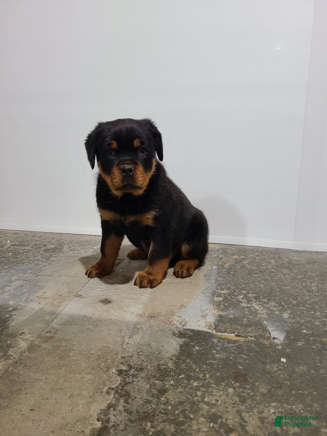Rottweiler dogs for sale: Warrior  - Ad 2