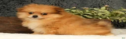 Pomeranian dogs for sale: Chai - Ad 5