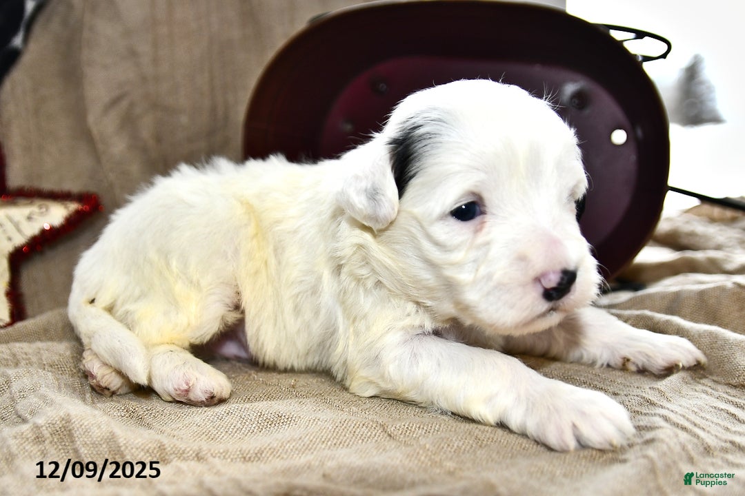 Portuguese Water Dog dogs for sale: Dream  - Ad 5