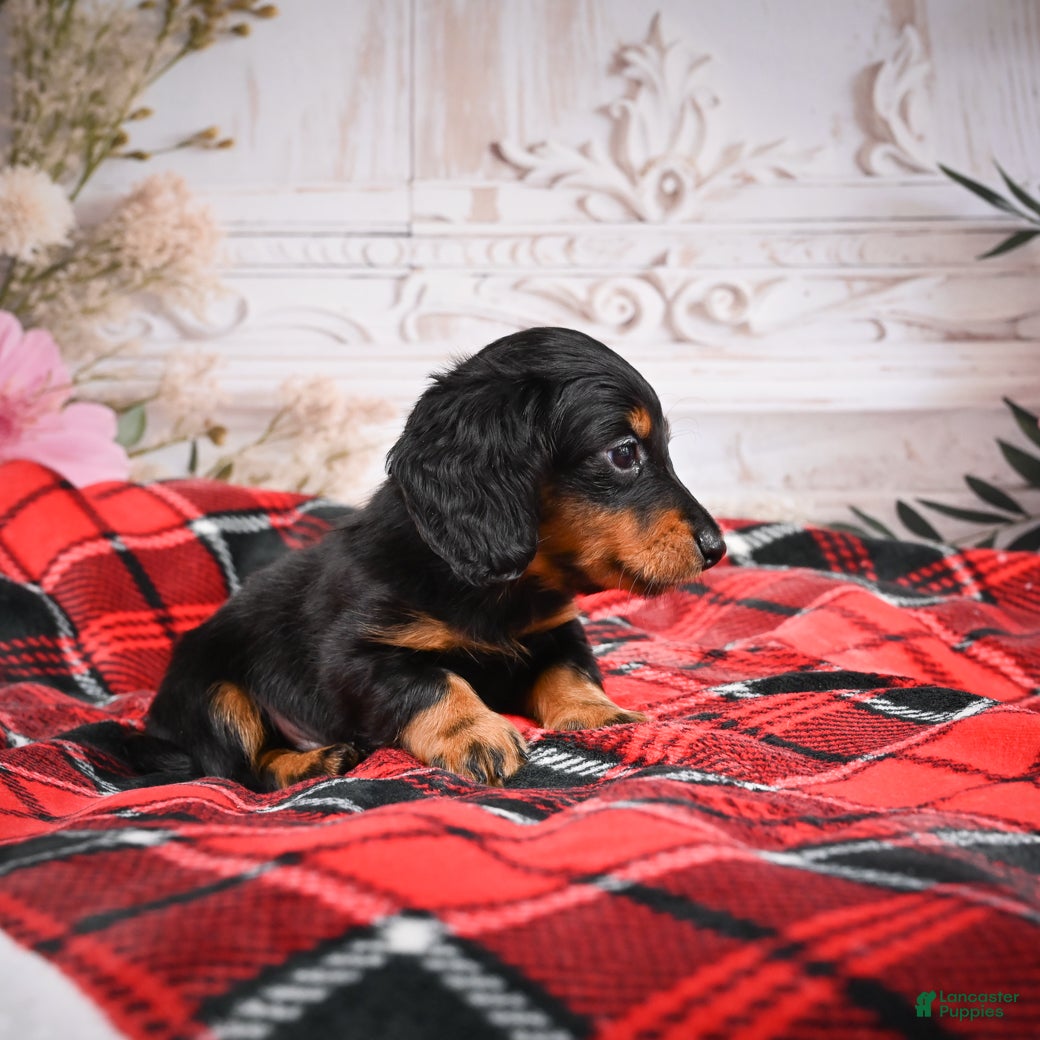 Miniature Dachshund dogs AKC-Elvis - Ad 2