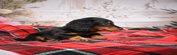 Miniature Dachshund dogs for sale: AKC-Elvis - Ad 2