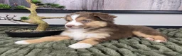 Miniature Australian Shepherd dogs for sale: Silas - Ad 3