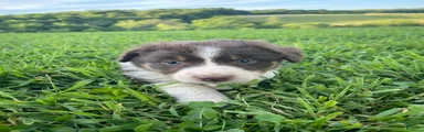 Jane