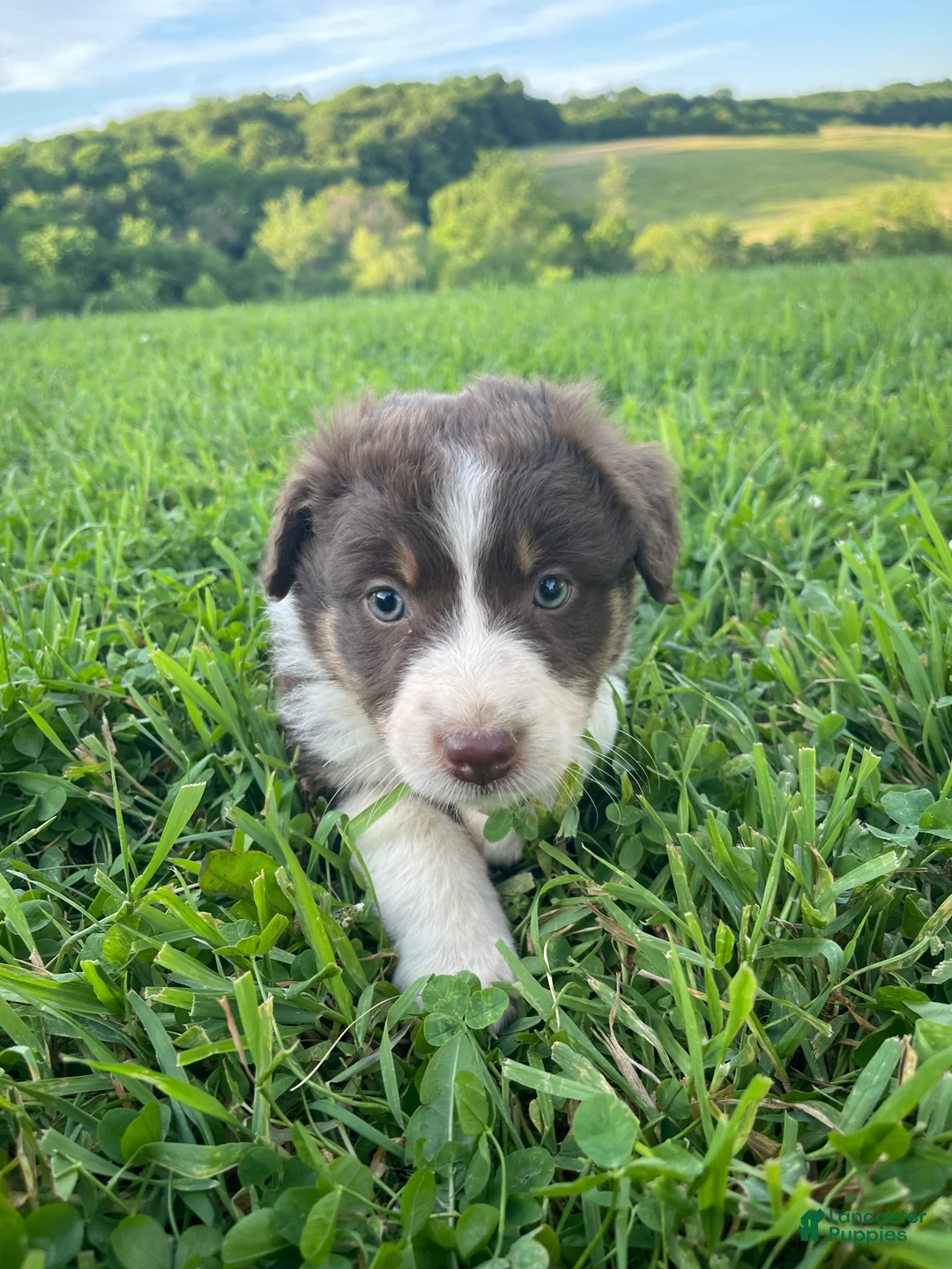 Australian Shepherd dogs for sale: Jane - Ad 1