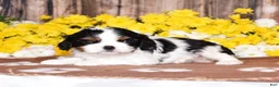 Cavalier King Charles Spaniel dogs for sale: Gemma - Ad 3