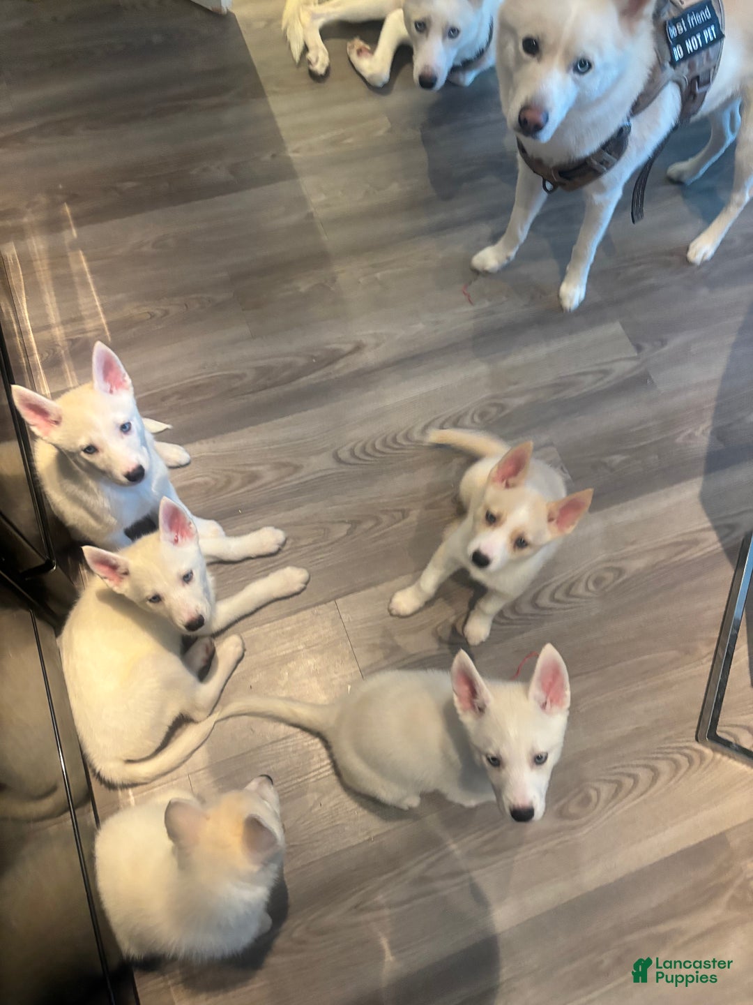 Pomsky dogs for sale: Biscuits  - Ad 13