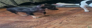Pee-Wee (Chihuahua 2)