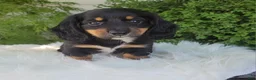 Miniature Dachshund dogs for sale: Venture  - Ad 9