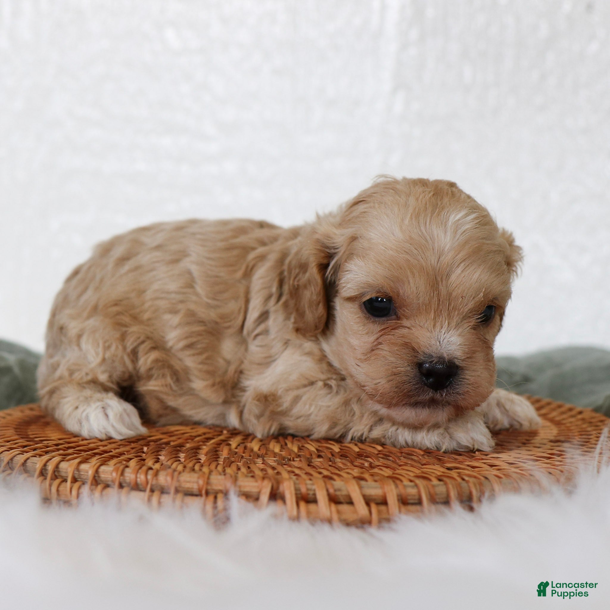 Cockapoo dogs Ranger Cockapoo  - Ad 2