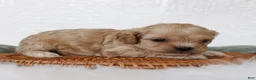Cockapoo dogs for sale: Ranger Cockapoo  - Ad 2