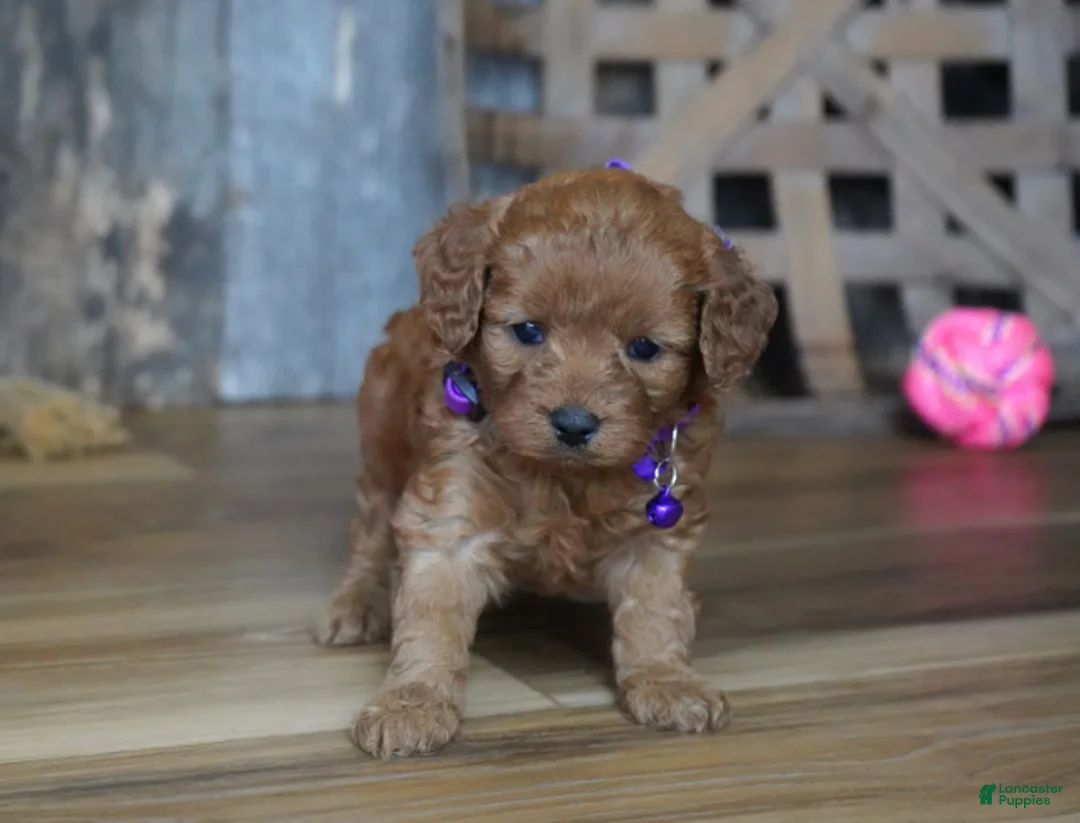 Cavapoo dogs for sale: Leah - Ad 6