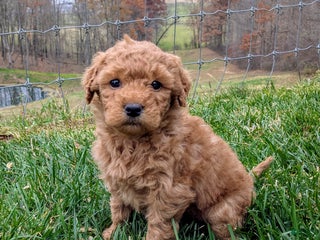 Mini Goldendoodle dogs Callie - Ad 20