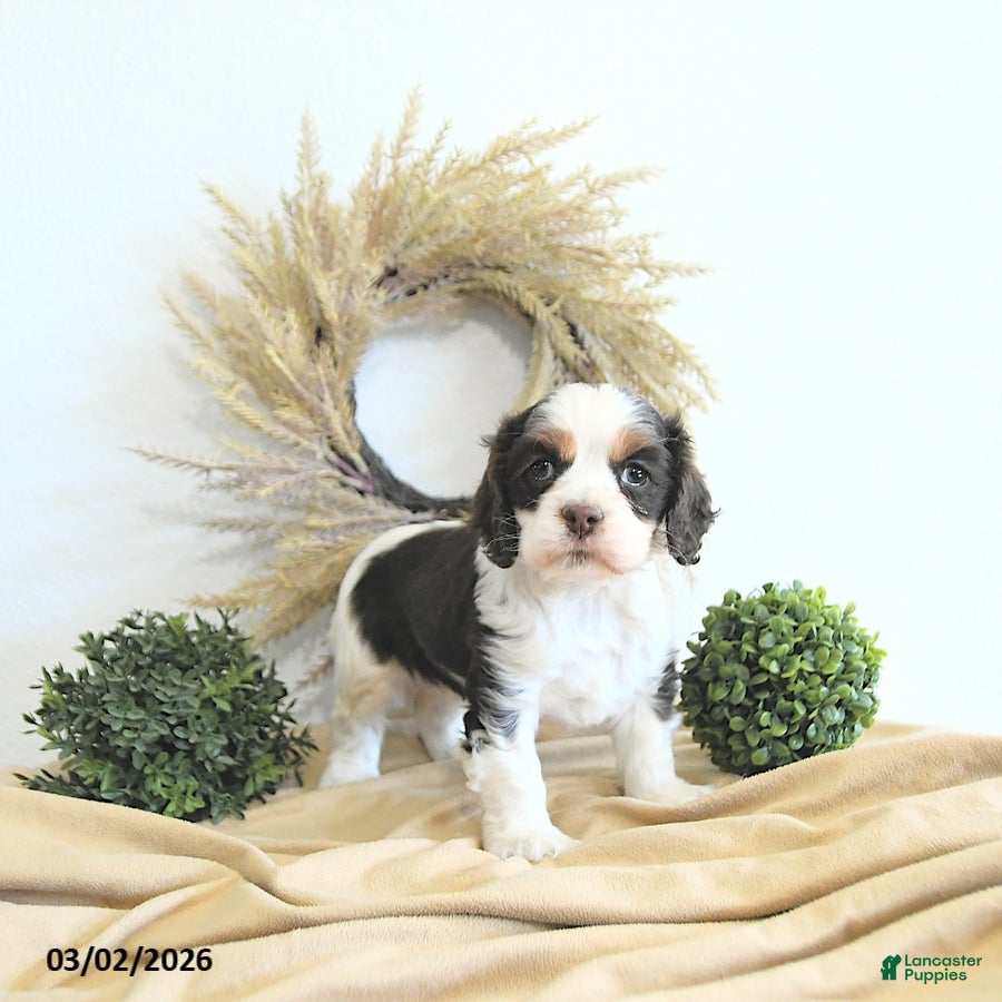 English Cocker Spaniel dogs Bella   - Ad 1