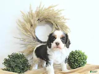 English Cocker Spaniel dogs for sale: Bella - Ad 2
