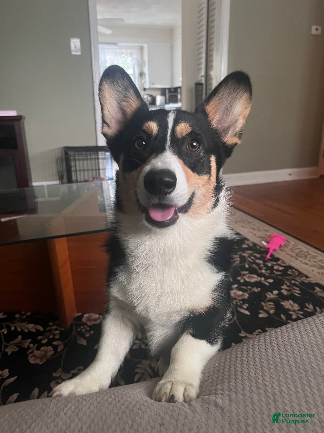 Gallery Image {{count}}