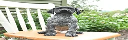 German Shorthaired Pointer dogs for sale: Oliver - Ad 2