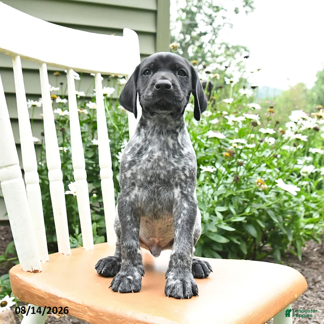 German Shorthaired Pointer dogs for sale: Oliver - Ad 2