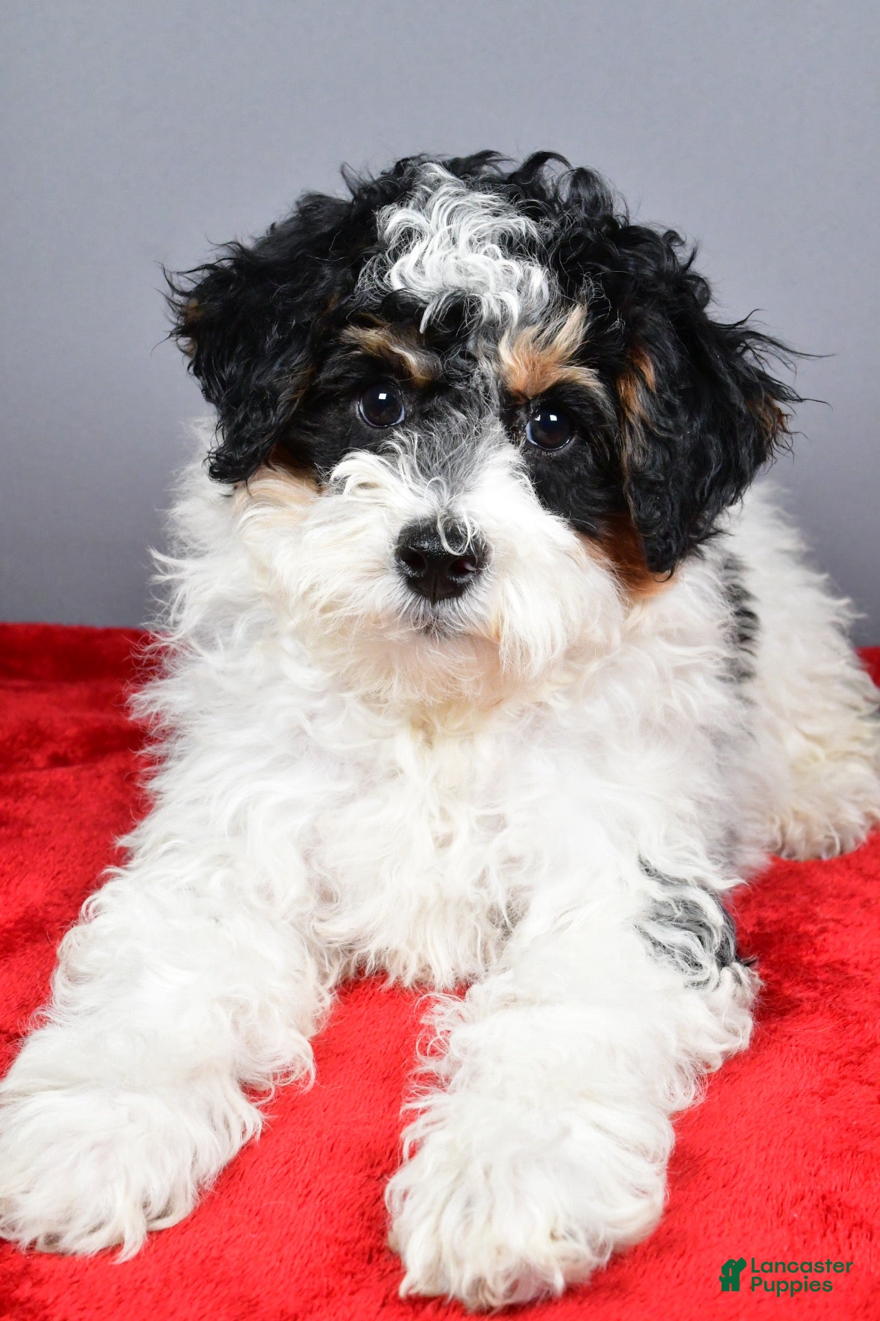 Mini Bernedoodle dogs for sale: Ginger - Ad 2