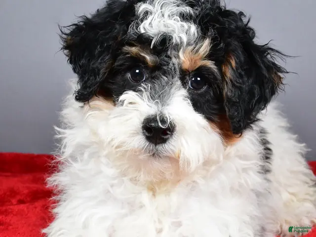 Mini Bernedoodle dogs for sale: Ginger - Ad 2