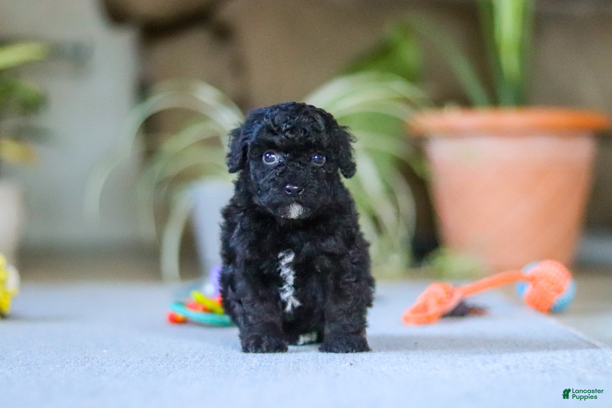 Miniature Poodle dogs for sale: Asher - Ad 1