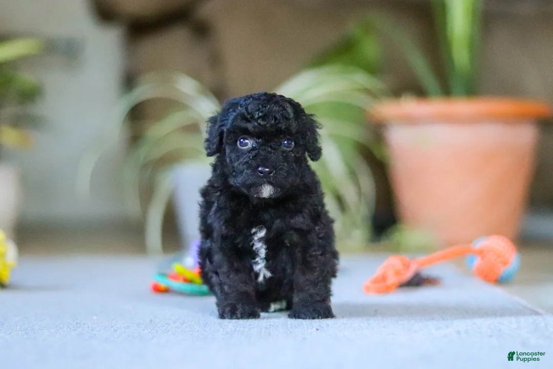 Miniature Poodle dogs for sale: Asher - Ad 1