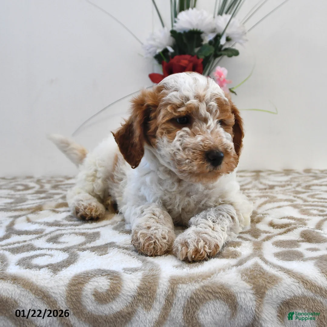 Mini Goldendoodle dogs for sale: Cooper - Ad 5