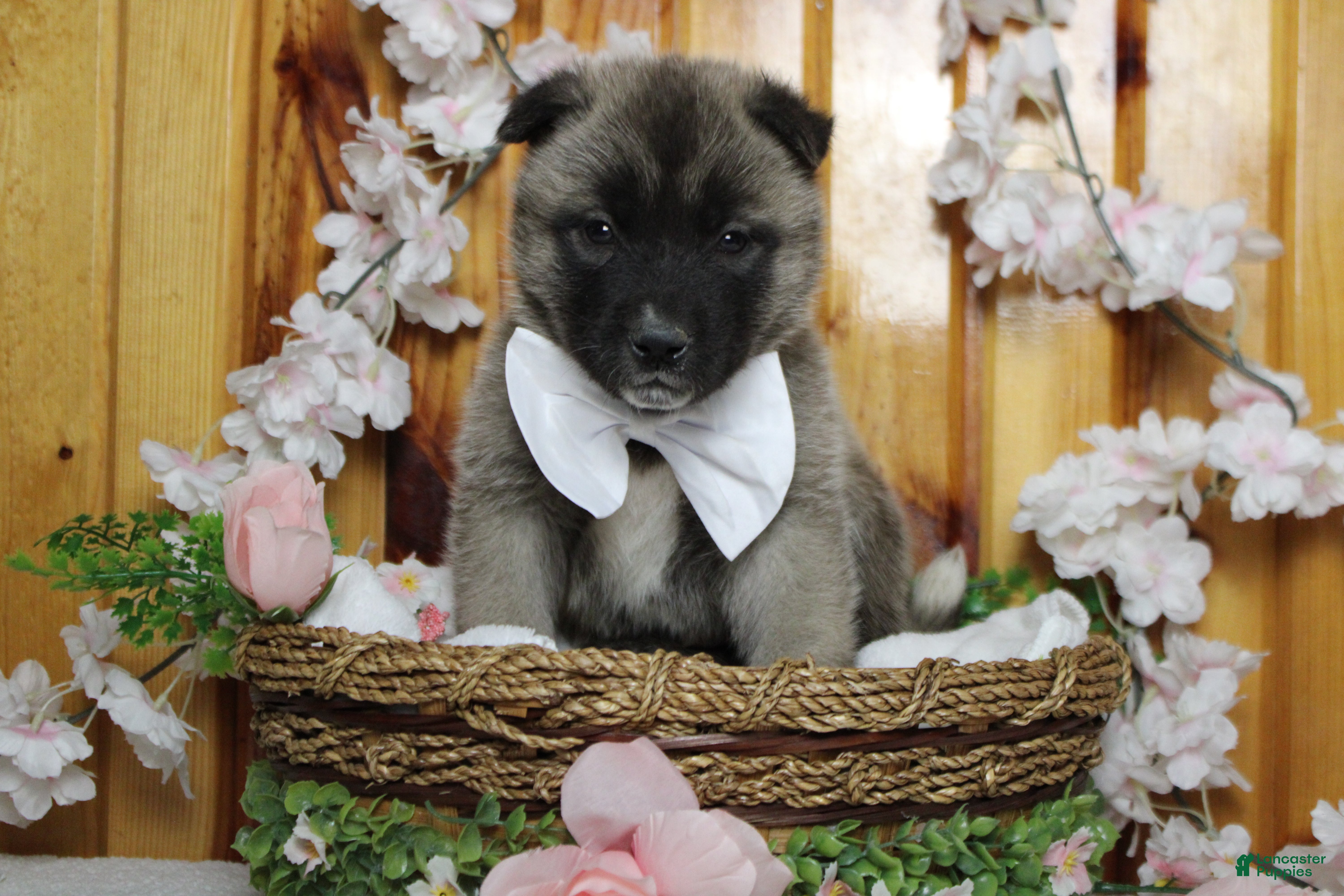 Akita dogs Braeburn - Ad 2