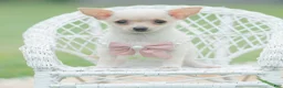 Chihuahua dogs for sale: Itty Teacup - Ad 6