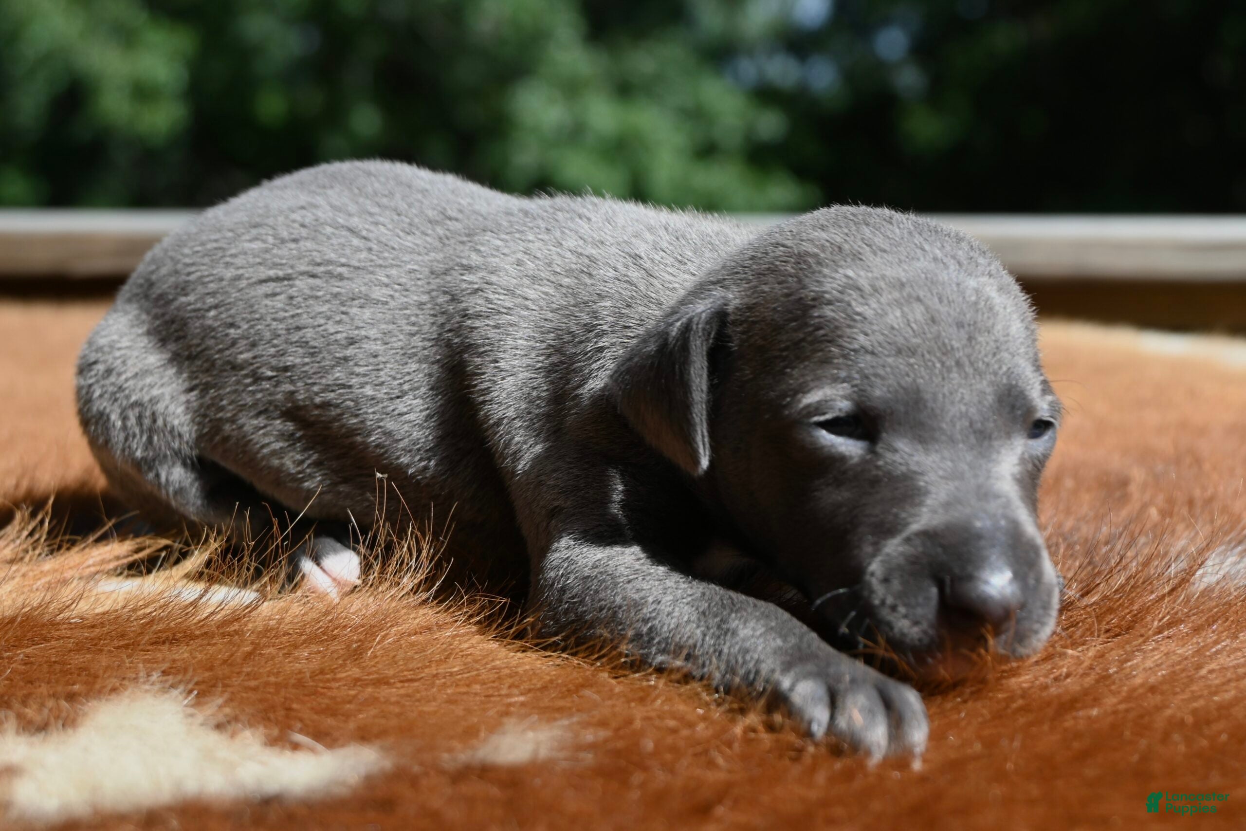 Italian Greyhound dogs Taz - Ad 2