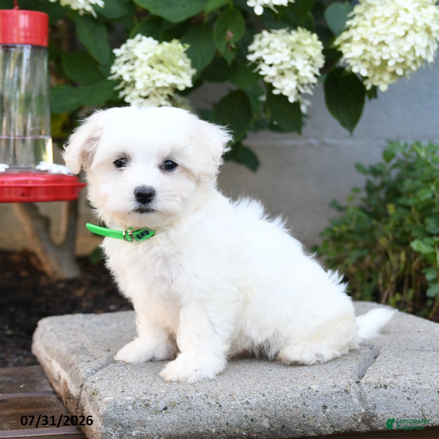 Maltese dogs Teddy - Ad 2