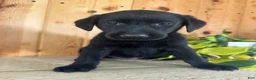 Labrador Retriever dogs for sale: Tabby - Ad 4