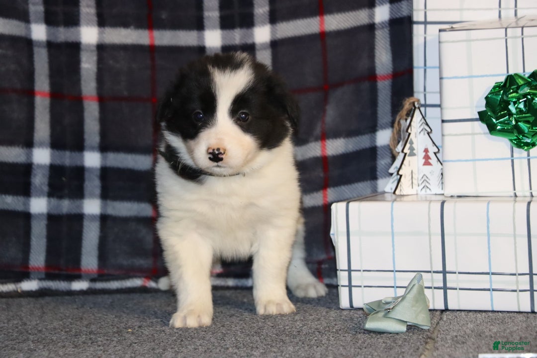 Border Collie dogs for sale: Frosty - Ad 4