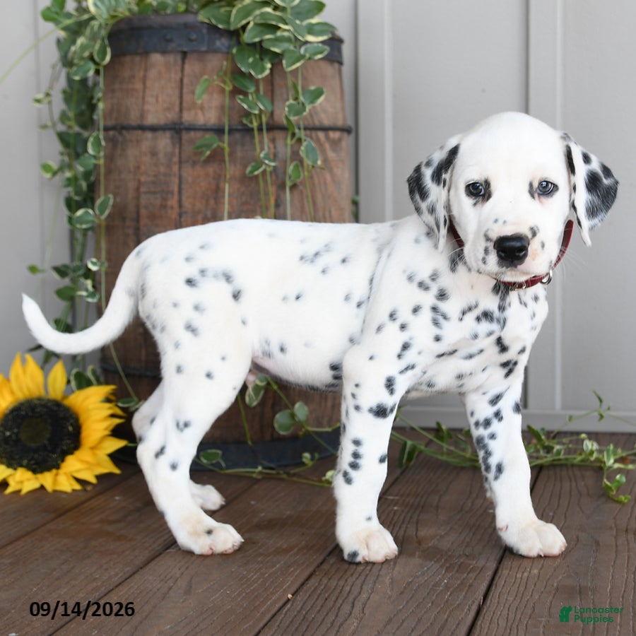 Dalmatian dogs Leo - Ad 1