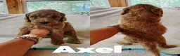 Goldendoodle dogs for sale: Axel - Ad 3